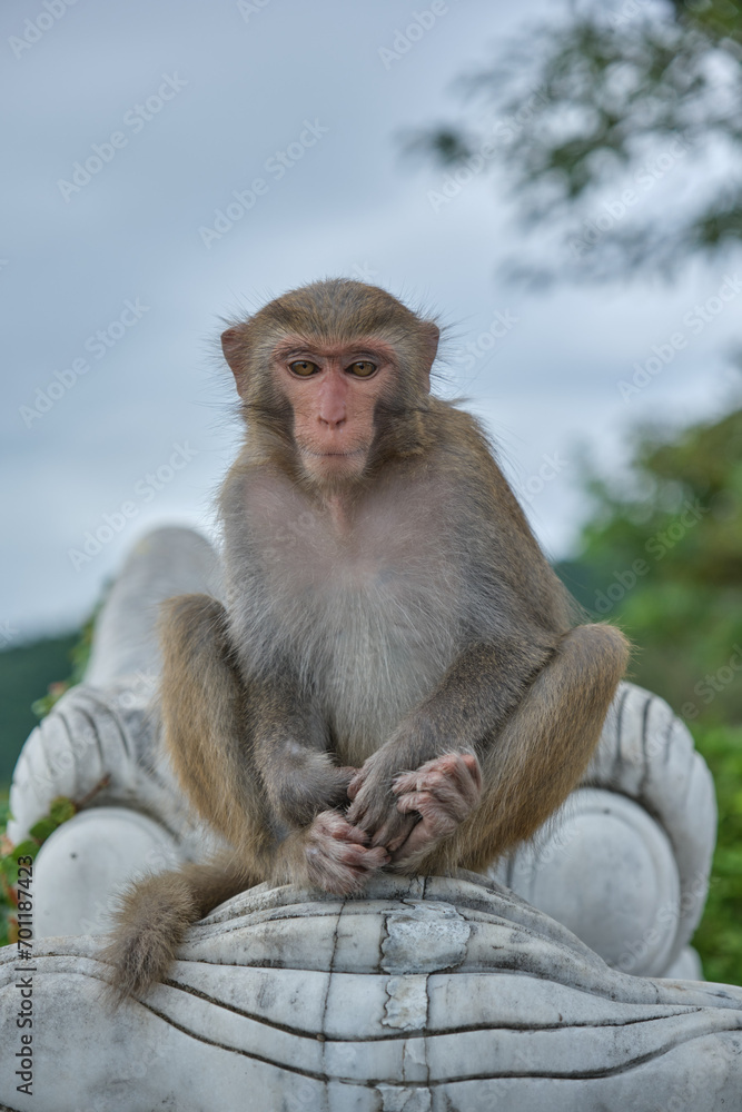 Naklejka premium Monkey sitting at a temple