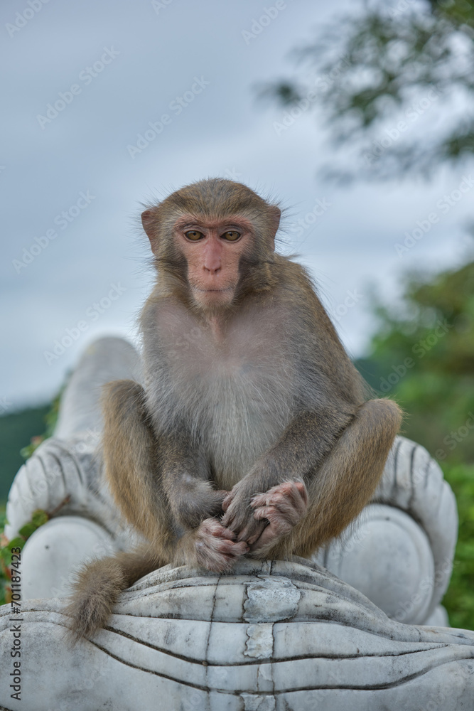Monkey sitting at a temple