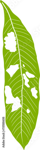 Leaves are eaten by caterpillars illustration