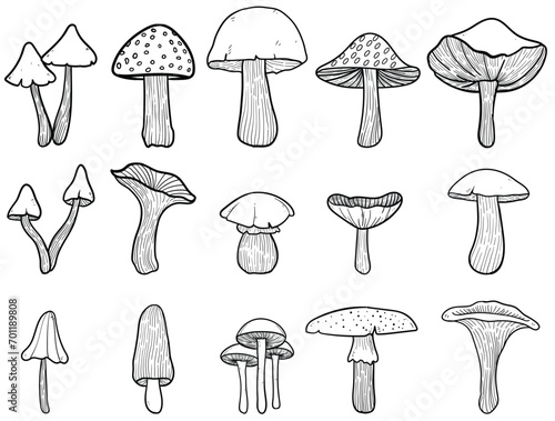Set of mushrooms vector illustration. Mushroom line art drawing