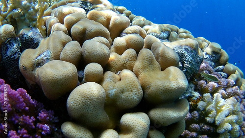 Fototapeta Naklejka Na Ścianę i Meble -  coral reef and coral