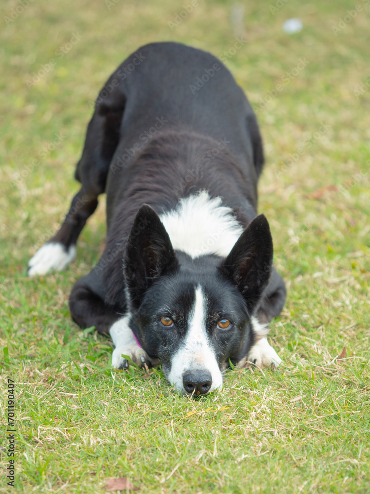 border collie dog in playful position