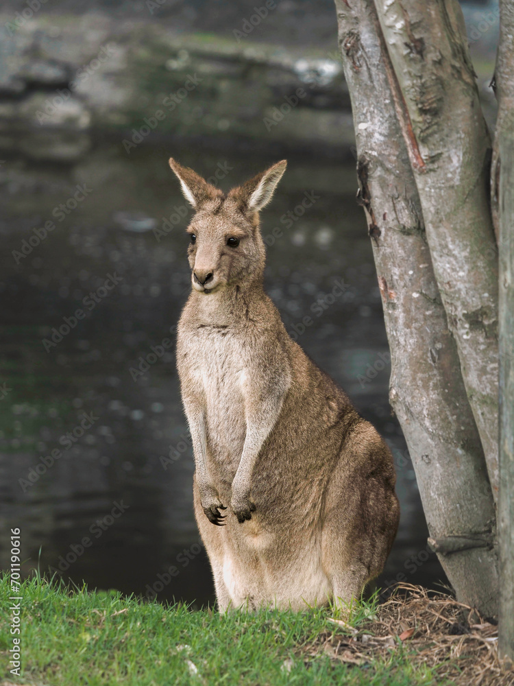 Fototapeta premium Kangaroo Australian wildlife on camping 