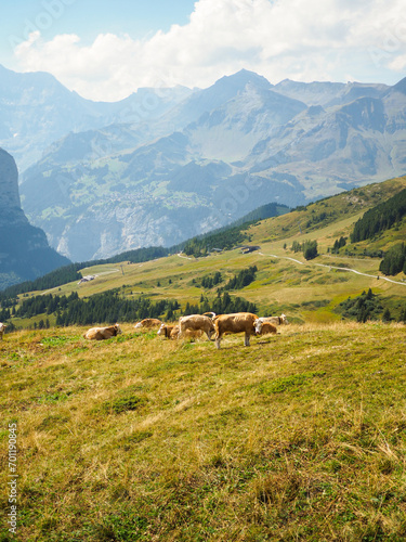 Switzerland mountains and alps with cottage and cowbells