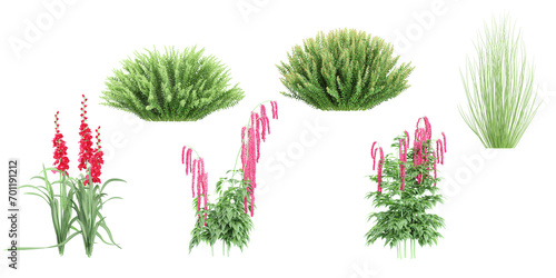 collection of red gladiolus,Love-Lies-Bleeding flower plants,Grass beautiful isolated on white background