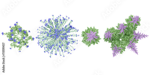 Fototapeta Naklejka Na Ścianę i Meble -  set of Geranium Flowers,False goat's beard flowers plants rendered from the top view, 3D illustration, for digital composition, illustration, 2D plans, architecture visualization