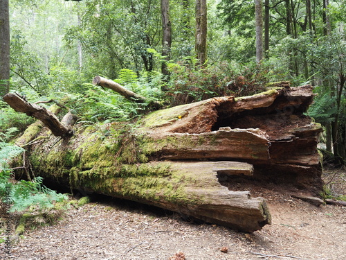 Mossy rainforest tree in tasmania national park hobart queensland 
