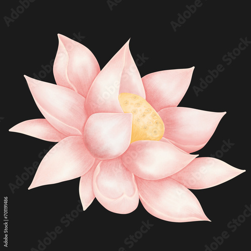Lotus