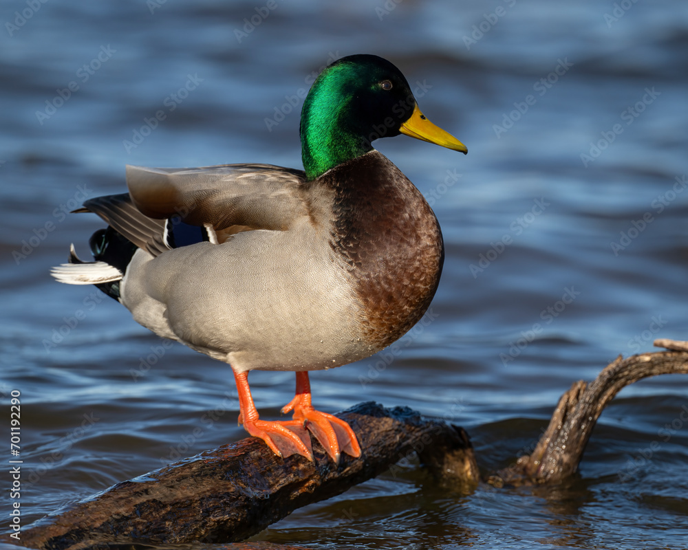 Fototapeta premium Mallard Drake Duck perched on a log in the water