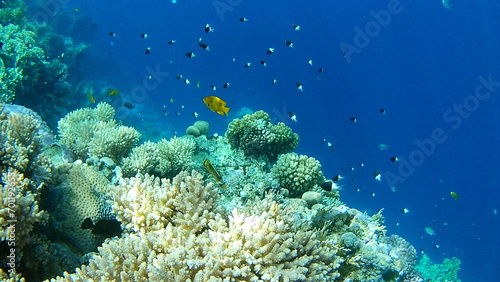 coral reef with fish © Pale