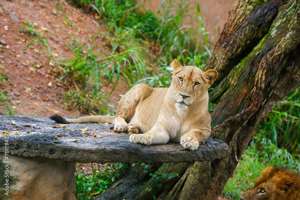 Fototapeta premium Lion Closup -in the Dehiwala National Park - Dehiwala.