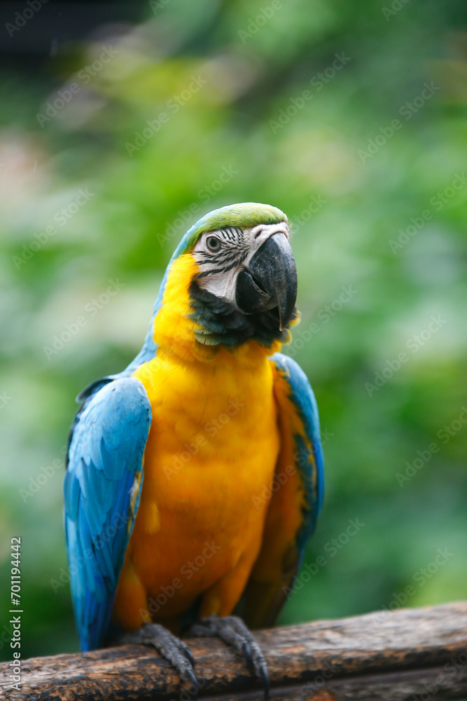 colorful Macaw parrot