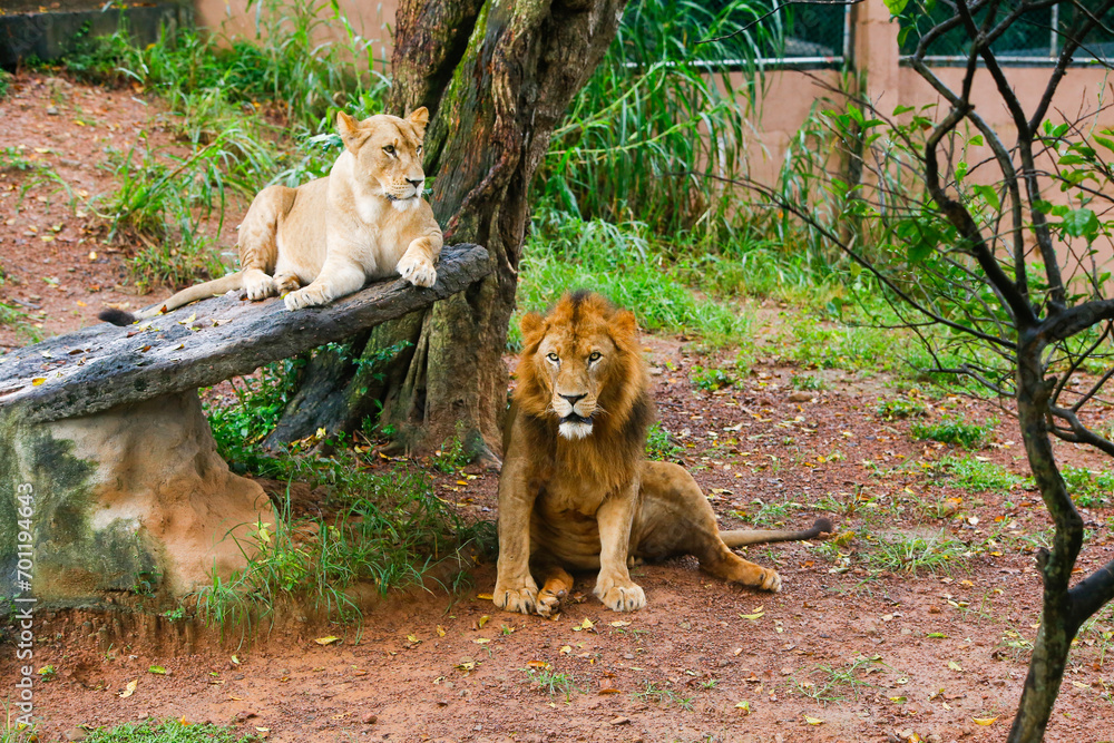 Fototapeta premium Lion Closup - in the Dehiwala National Park - Dehiwala.