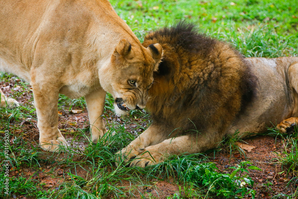 Fototapeta premium Lion couple in love - Safari in the Dehiwala National Park