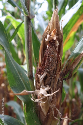 Corn ears were damaged by insects in a field in Thailand.