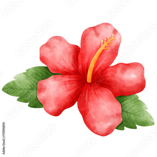 Hibiscus, tropical, Flower