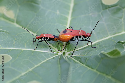 A pair of milkweed assassin bugs are mating. This insect has the scientific name Zelus longipes. photo