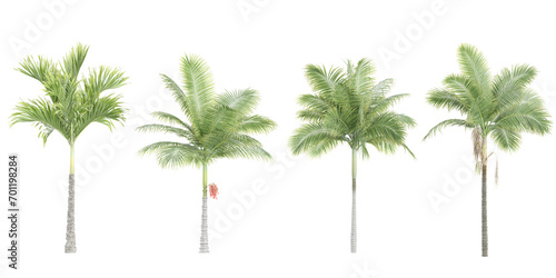 Areca palm Coconut palm trees with transparent background  3D rendering  for illustration  digital composition  architecture visualization