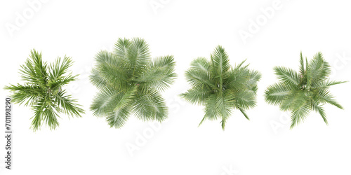 Areca palm Coconut palm trees from the top view isolated white background