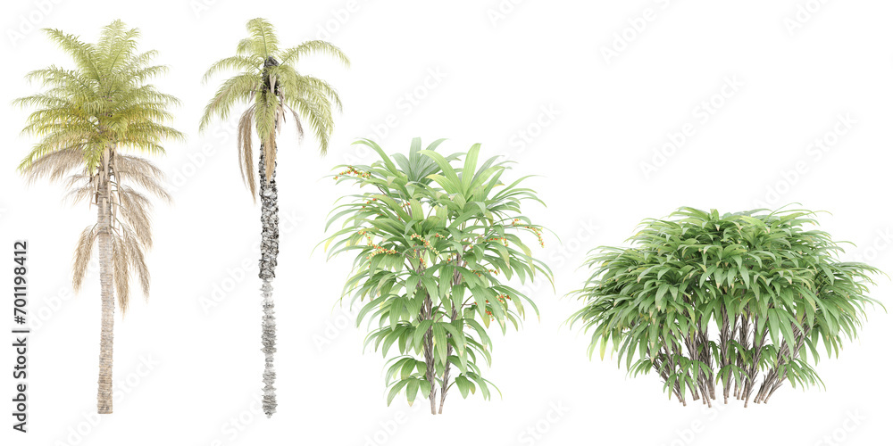 Obraz premium Kentia palm,Raphis trees on transparent background, for illustration, digital composition, and architecture visualization