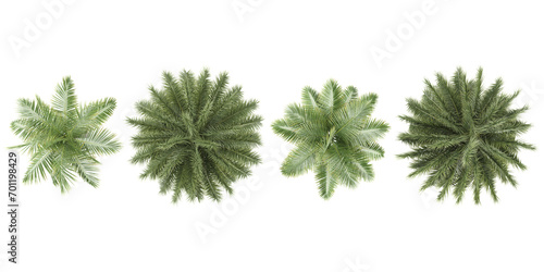 Phoenix sylvestris palm Royal palm shed Trees collection of top view isolated on transparent background