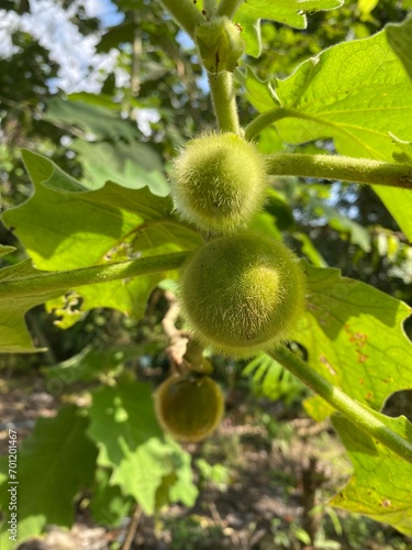 Raw fruit of of Solanum ferox or Solanum stramonifolium and name of Hairy-fruited eggplant on tree