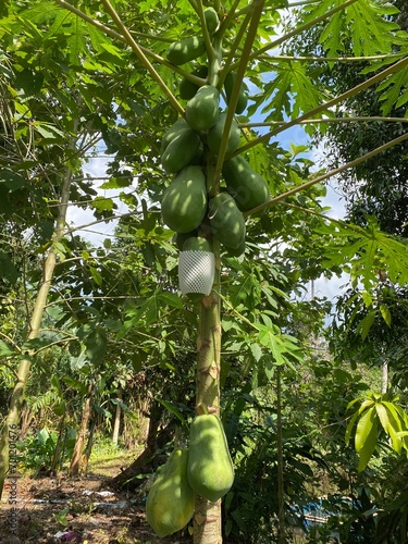 Papaya tree with unripe fruit in Thailand