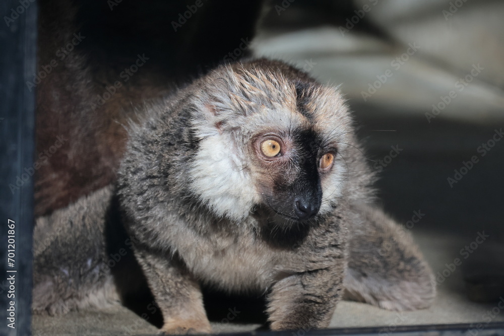 Naklejka premium ブラウンキツネザル