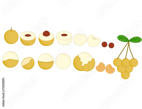 Set of longan fruit whole and half.Summer tropical fruits.Leaves and seed.Fresh dimocarpus longan.Sign, symbol, icon or logo isolated.Flat design.Graphic.Hand drawn.Cartoon vector illustration.