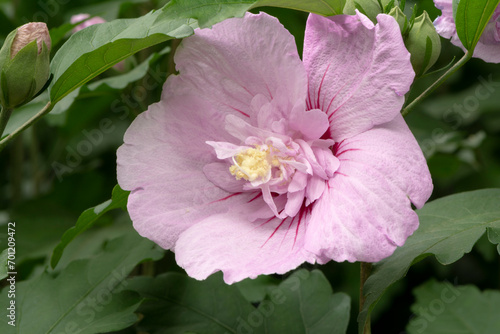 Hibiscus Syriacus ' Carnation Boy'