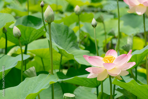 Nelumbo Nucifera, Sacred Lotus Flowers