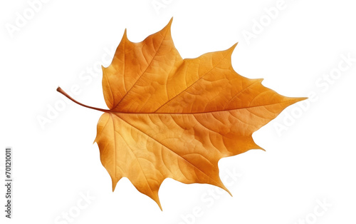 Autumn Leaves isolated on transparent Background
