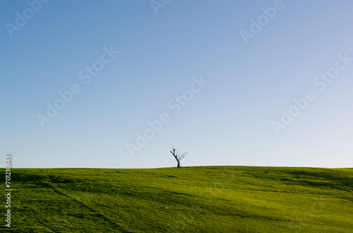 Minimalism, Lonely Tree in Field of Green