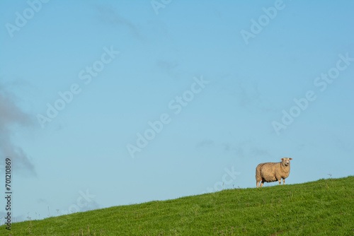 Minimalism, Lonely Sheep on a Hill