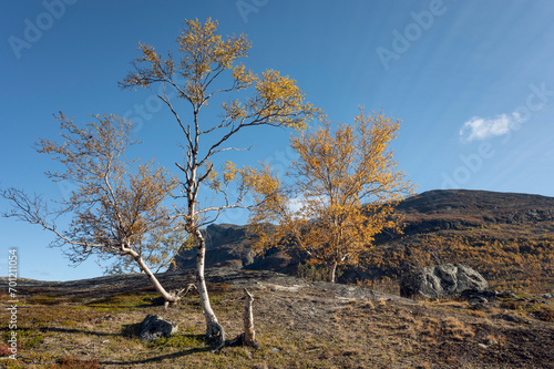 Downy birch in autumn colors, Abisko National Park, Swedish Lapland photo
