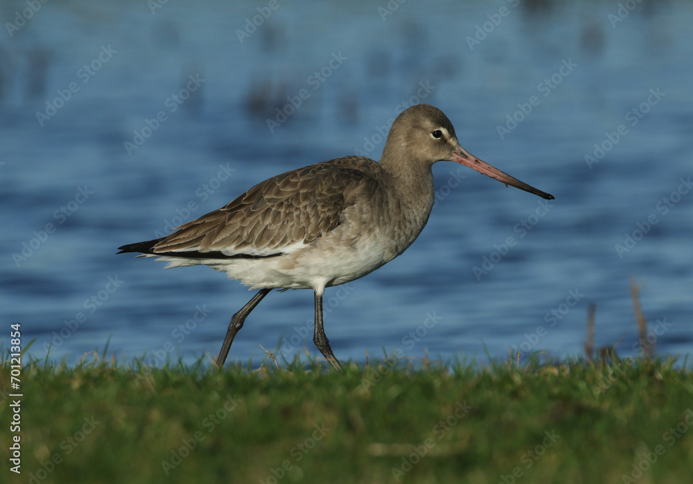 A stunning Black-tailed Godwit (Limosa limosa) hunting for food in a marshy waterlogged meadow. A stunning Black-tailed Godwit (Limosa limosa) hunting for food in a marshy waterlogged meadow.