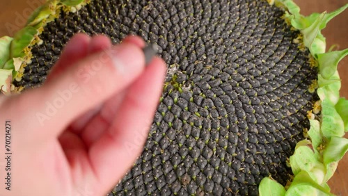 Analysis of sunflower harvest. A hand pulls a seed from a sunflower. photo