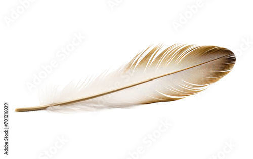 Eagle Plume Perfection isolated on transparent Background