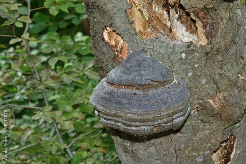 Obraz na płótnie Parasitic Fungi growing on tree trunks in the forest w salonie