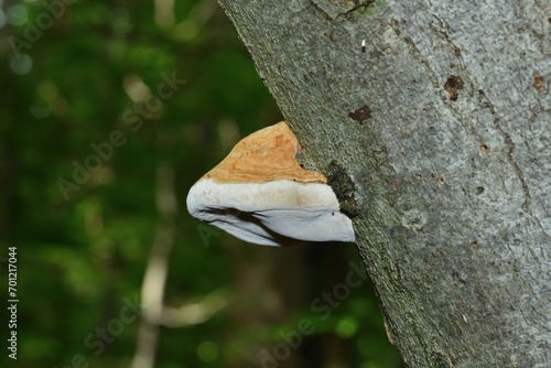 Obraz na płótnie Macro detail of a mushroom growing on a tree trunk w salonie