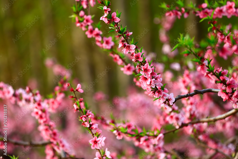 Blooming peach blossom, very beautiful Blooming peach blossom, very beautiful