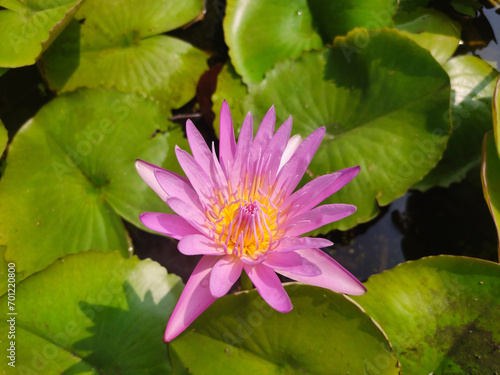 Purple water lily or lotus, blooming water lily flower growing among lush green leaves on calm pond
