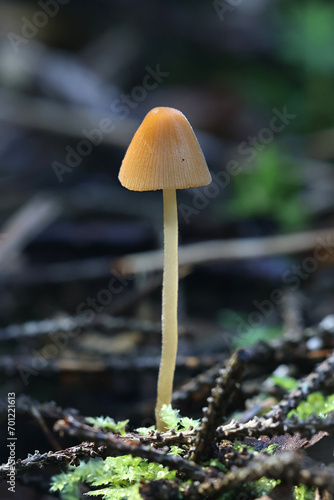 Downy conecap, Conocybe subpubescens, wild mushroom from Finland