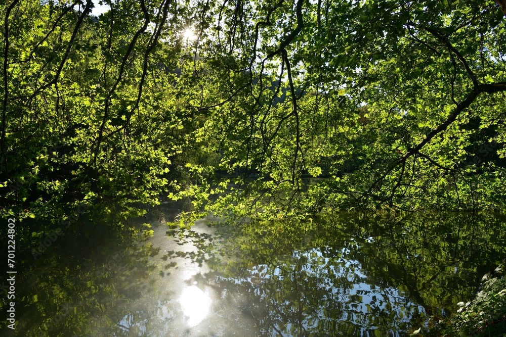 Reflection of green leaves from the trees on the surface of the pond