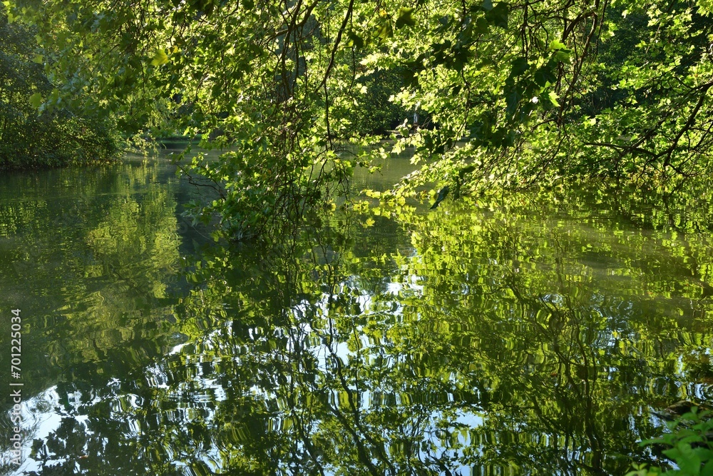 The bent branches of the trees touch the surface of the water with their leaves