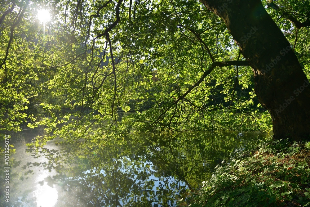 Reflection of green leaves from the trees on the surface of the pond