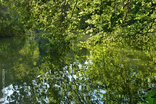 Obraz na płótnie The bent branches of the trees touch the surface of the water with their leaves w salonie