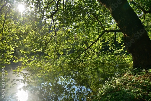 Obraz na płótnie Reflection of green leaves from the trees on the surface of the pond w salonie