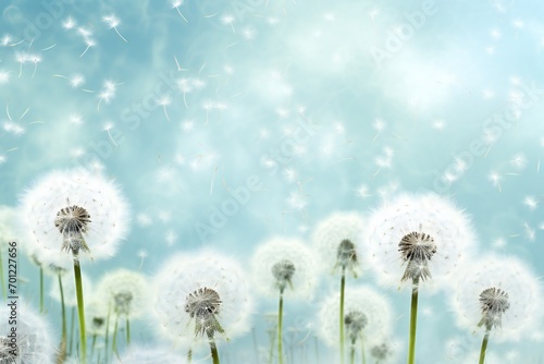 illustration of dandelion time. White Beautiful Dandelion seeds blowing in the wind. The wind inflates a dandelion on blue sky background