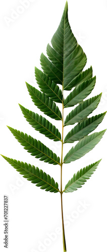 Leaf isolated on transparent background. PNG
